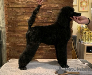 Photo №2 to announcement № 134007 for the sale of poodle (royal) - buy in Serbia 