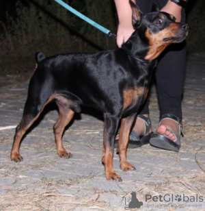 Photo №4. I will sell miniature pinscher in the city of Bobruisk. private announcement - price - 157$