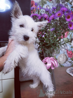 Photo №1. west highland white terrier - for sale in the city of Bialystok | 728$ | Announcement № 29310