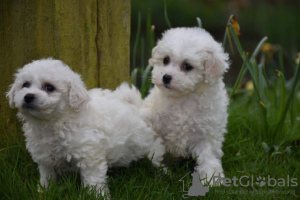 Photo №2 to announcement № 123645 for the sale of bichon frise - buy in Germany private announcement