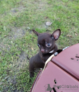 Photo №1. chihuahua - for sale in the city of Berlin | 591$ | Announcement № 15858