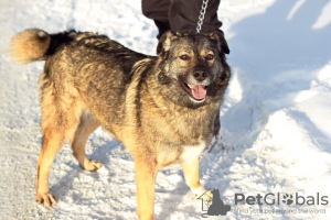 Photo №2 to announcement № 9037 for the sale of non-pedigree dogs - buy in Russian Federation from the shelter