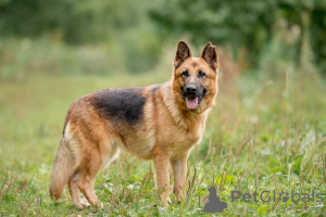 Photo №1. german shepherd - for sale in the city of Видное | Is free | Announcement № 24925