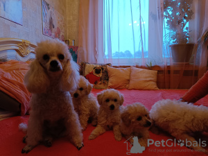 Photo №2 to announcement № 126934 for the sale of poodle (dwarf) - buy in Estonia private announcement