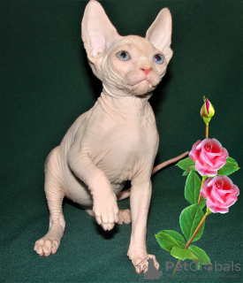 Photo №1. sphynx-katze - for sale in the city of Houston | negotiated | Announcement № 43642