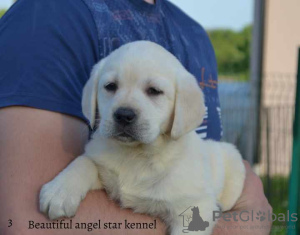 Photo №1. labrador retriever - for sale in the city of Stubline | negotiated | Announcement № 99379