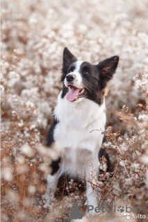 Photo №3. Border collie puppies, the smartest dog in the world. Russian Federation