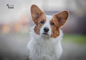 Additional photos: Welsh Corgi Cardigan