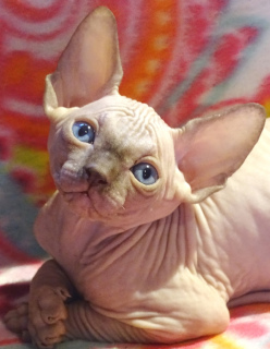 Photo №2 to announcement № 1682 for the sale of sphynx-katze - buy in Russian Federation from nursery