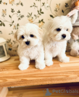 Photo №3. Maltese puppies with pedigree. Ukraine