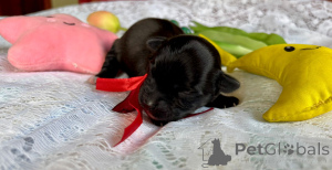 Photo №4. I will sell havanese dog in the city of Pogórze. private announcement - price - 885$