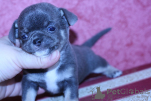 Photo №2 to announcement № 7297 for the sale of chihuahua - buy in Russian Federation from nursery, breeder