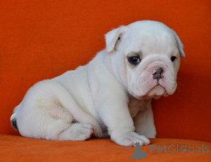 Photo №2 to announcement № 161373 for the sale of english bulldog - buy in Austria 
