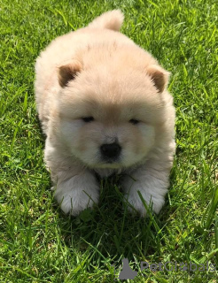 Photo №2 to announcement № 10967 for the sale of chow chow - buy in Finland private announcement
