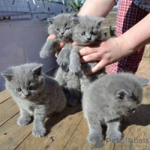 Photo №3. Cute British-shorthair kitten for free adoption. Germany