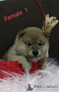 Photo №4. I will sell shiba inu in the city of Валево. breeder - price - negotiated