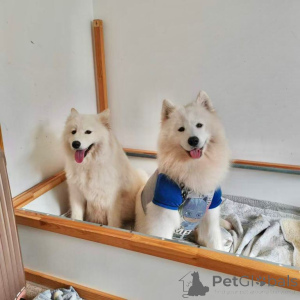 Photo №2 to announcement № 166933 for the sale of samoyed dog - buy in Netherlands private announcement
