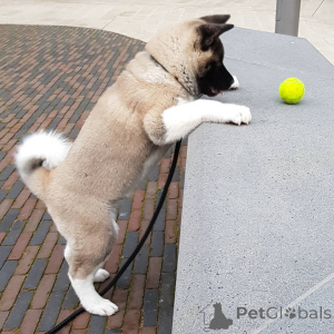 Photo №1. akita - for sale in the city of Elva | 516$ | Announcement № 158686