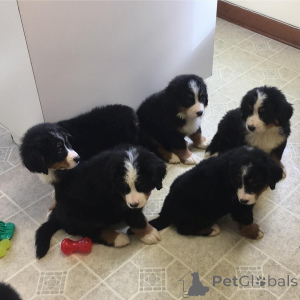 Photo №1. bernese mountain dog - for sale in the city of Alken | 329$ | Announcement № 147556