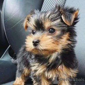 Photo №2 to announcement № 127664 for the sale of yorkshire terrier - buy in Finland private announcement, breeder