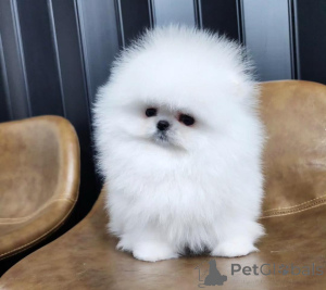 Photo №2 to announcement № 163532 for the sale of pomeranian - buy in Germany private announcement