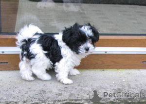 Photo №1. bolonka - for sale in the city of Cologne | negotiated | Announcement № 167291