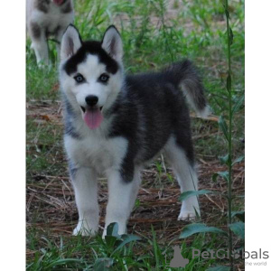 Photo №1. siberian husky - for sale in the city of Litomysl | negotiated | Announcement № 96506