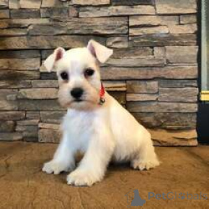 Photo №1. schnauzer - for sale in the city of Bilzen | negotiated | Announcement № 168828