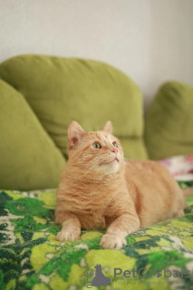 Photo №3. Radiant cat is looking for a home. Russian Federation