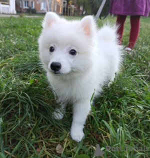 Photo №1. japanese spitz - for sale in the city of Dnipro | 293$ | Announcement № 17439