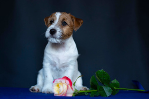 Photo №1. jack russell terrier - for sale in the city of Minsk | 500$ | Announcement № 4019