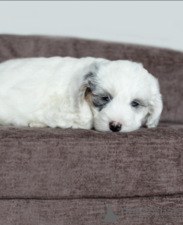 Photo №1. non-pedigree dogs - for sale in the city of Franconville | negotiated | Announcement № 121589