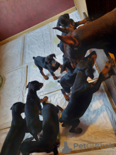 Additional photos: Purebred Doberman puppies for sale 2 months old.