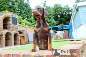 Photo №2 to announcement № 159841 for the sale of dobermann - buy in Philippines private announcement