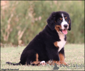 Photo №1. bernese mountain dog - for sale in the city of Belgrade | negotiated | Announcement № 120011