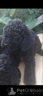 Photo №4. I will sell poodle (toy) in the city of Панчево.  - price - negotiated