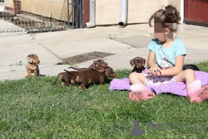 Photo №2 to announcement № 71368 for the sale of dachshund - buy in Serbia breeder