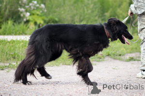 Photo №3. Betty is looking for a home.. Russian Federation