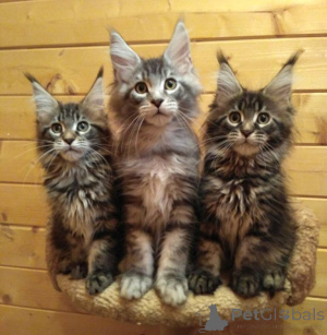 Photo №2 to announcement № 137760 for the sale of maine coon - buy in Germany private announcement