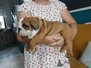 Photo №1. english bulldog - for sale in the city of Wrocław | negotiated | Announcement № 146488