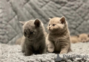 Photo №1. british shorthair - for sale in the city of West Attica Regional Unit | Is free | Announcement № 126140