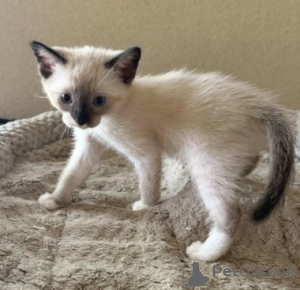 Photo №1. siamese cat - for sale in the city of Viennaer | 361$ | Announcement № 178598