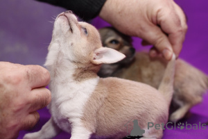 Photo №2 to announcement № 137577 for the sale of chihuahua - buy in United Kingdom private announcement