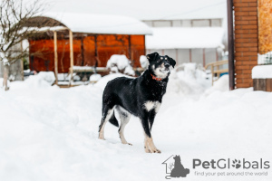 Photo №1. non-pedigree dogs - for sale in the city of Москва | Is free | Announcement № 23651
