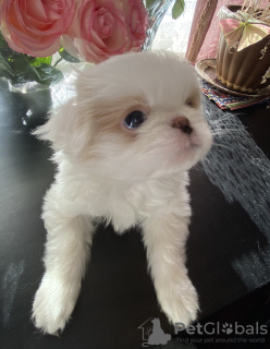 Photo №2 to announcement № 9515 for the sale of japanese chin - buy in Russian Federation private announcement