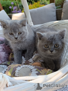 Additional photos: British blue female cats, legal breeding