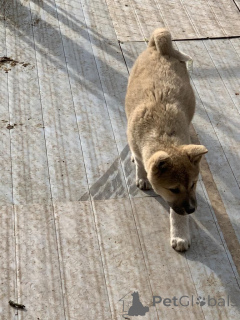 Photo №2 to announcement № 172624 for the sale of akita - buy in Belgium private announcement, breeder