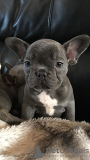 Photo №1. french bulldog - for sale in the city of Nuremberg | 407$ | Announcement № 106740