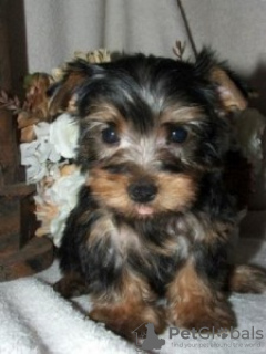 Photo №1. yorkshire terrier - for sale in the city of Lippstadt | 211$ | Announcement № 119049