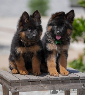 Photo №1. german shepherd - for sale in the city of Hannover | negotiated | Announcement № 131530